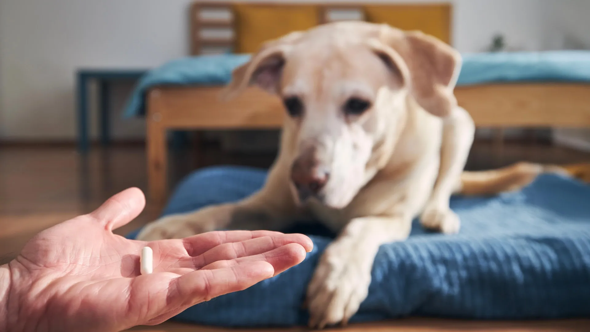 Antiparassitari per cani e gatti potrebbero alterare gli ecosistemi, lo studio Antiparassitari per cani e gatti potrebbero alterare gli ecosistemi, lo studio